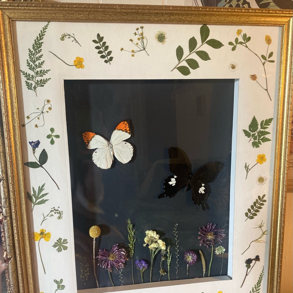 XL butterfly shadowbox